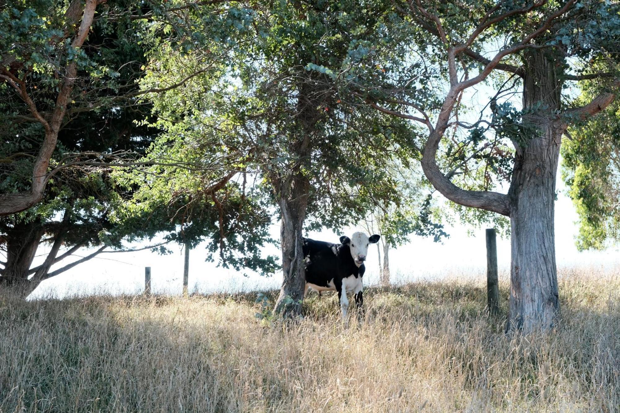 A Cabin With A Big View, Comfort And Tranquility, Close To Vines Martinborough Eksteriør billede